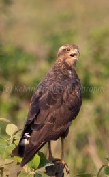 MG 1484 Roadside Hawk