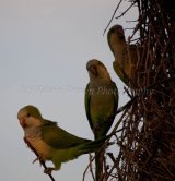 MG 1490 Monk Parakeet