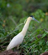 MG 1501 Capped Heron