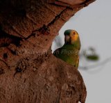 MG 2482 Turquoise-Fronted Amazon Parrot