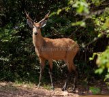 MG 2526 Marsh Deer