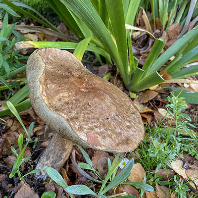 Birch bolete