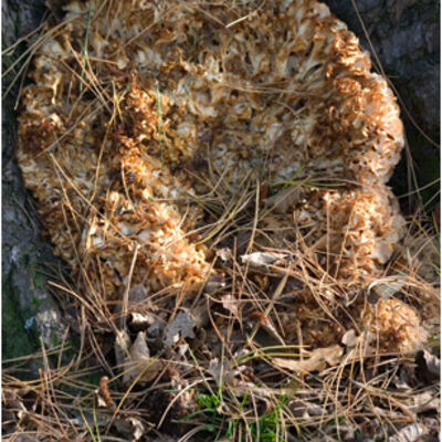 Cauliflower fungus - sparassis crispa