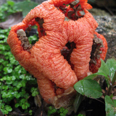 Clathrus ruber