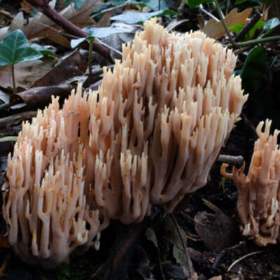 Coral fungus