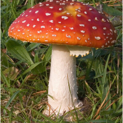Fly agaric