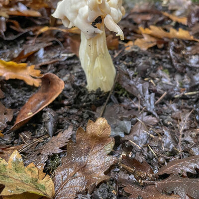 Helvella crispa
