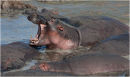 Hippopotamus