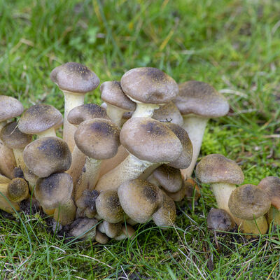 Honey fungus