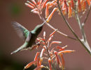 Humming bird