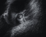 Macaque mother's protection