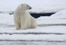 Male polar bear