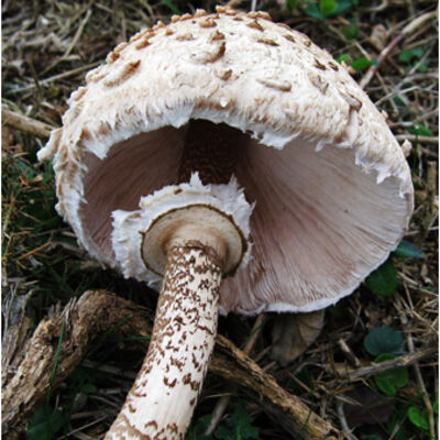 Parasol mushroom