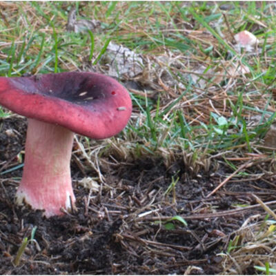 Russula queletii