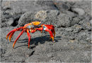 Sally Lightfoot Crab