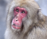 Scar faced macaque