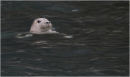 Atlantic Grey Seal