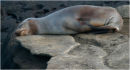 Sea lion, Galapagos