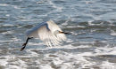 Snowy egret