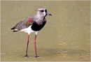Southern lapwing