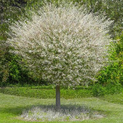 Tree in France