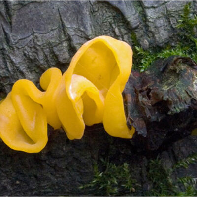 Tremella mesenterica