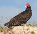 Turkey vulture