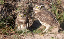 Burrowing owls