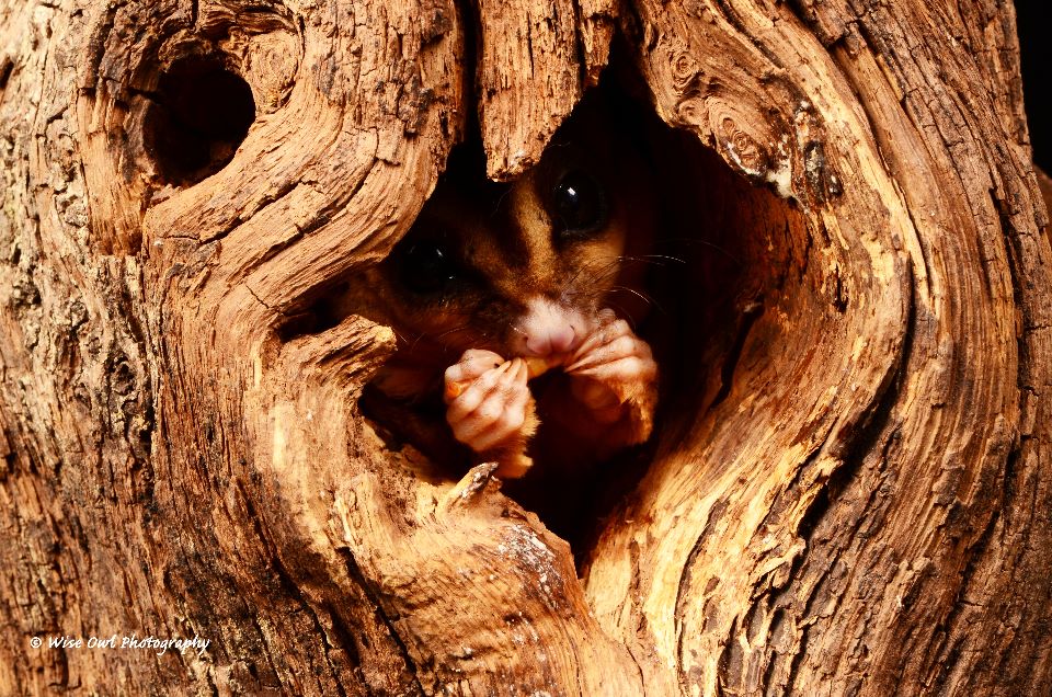 Wise Owl Photography: Sugar Glider 9