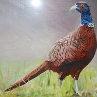 RODNEY ANNETTS – Male Pheasant