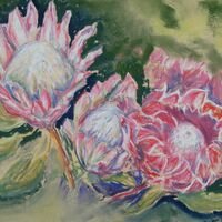 Proteas - Brian Blair