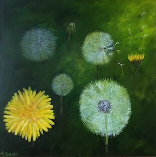 ANNE DEAR – ‘Dandelion Time’, The Life Cycle of a Dandelion