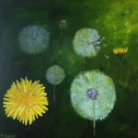 ANNE DEAR – ‘Dandelion Time’, The Life Cycle of a Dandelion