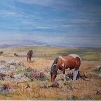 DAVID DRURY –&nbsp;Dartmoor Ponies