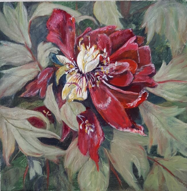 Fading glory (Tree Peony) – Sue Hinton