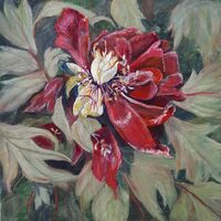 Fading glory (Tree Peony) – Sue Hinton