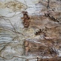 ASKA GOUGH –&nbsp;Woodland Spirit