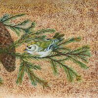 Goldcrest - Sue Reynolds