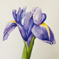 Iris - Shirley Slocock