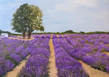 Mayfield Lavender Farm, Banstead – Samara Cooke