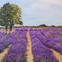 Mayfield Lavender Farm, Banstead – Samara Cooke