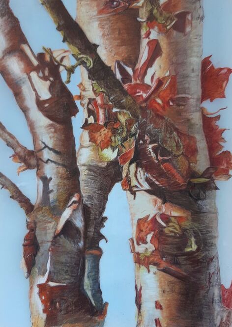 Peeling Bark - Sue Hinton