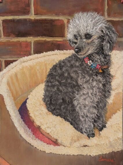 Penny the Toy Poodle #01 – Samara Cooke