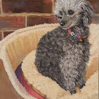 Penny the Toy Poodle #01 – Samara Cooke