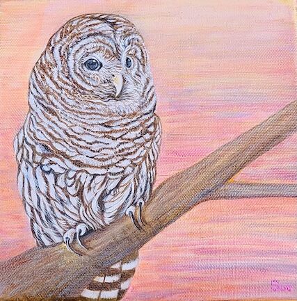SUE REYNOLDS - Barred Owl