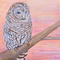 SUE REYNOLDS - Barred Owl