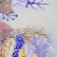 DODIE SHARIFF – Coral