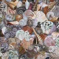 Sue Reynolds - Shell Bay