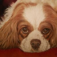 Sweet Cavalier - Samara Cooke