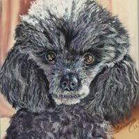 Penny B the toy poodle - Samara Cooke